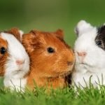 Guinea-pigs-in-grass-400x300-1