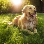 golden-retriever-royalty-free-image-506756303-1560962726-300x298